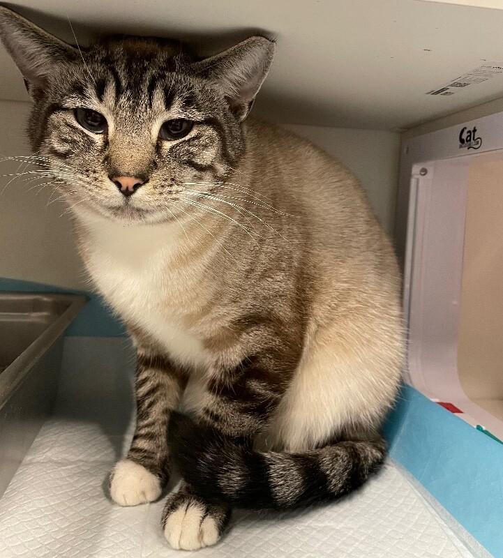 Virel, a Adoptable Domestic Short Hair in Roanoke, VA image 1/5