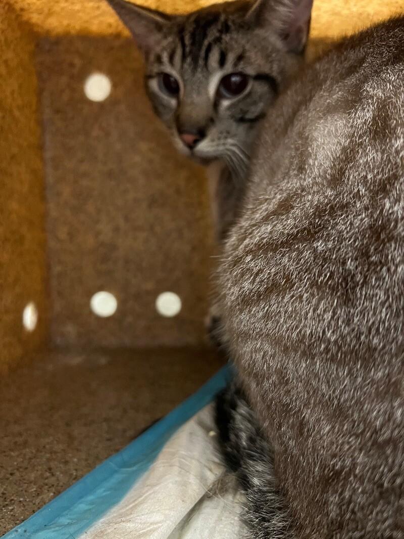 Virel, a Adoptable Domestic Short Hair in Roanoke, VA image 2/5