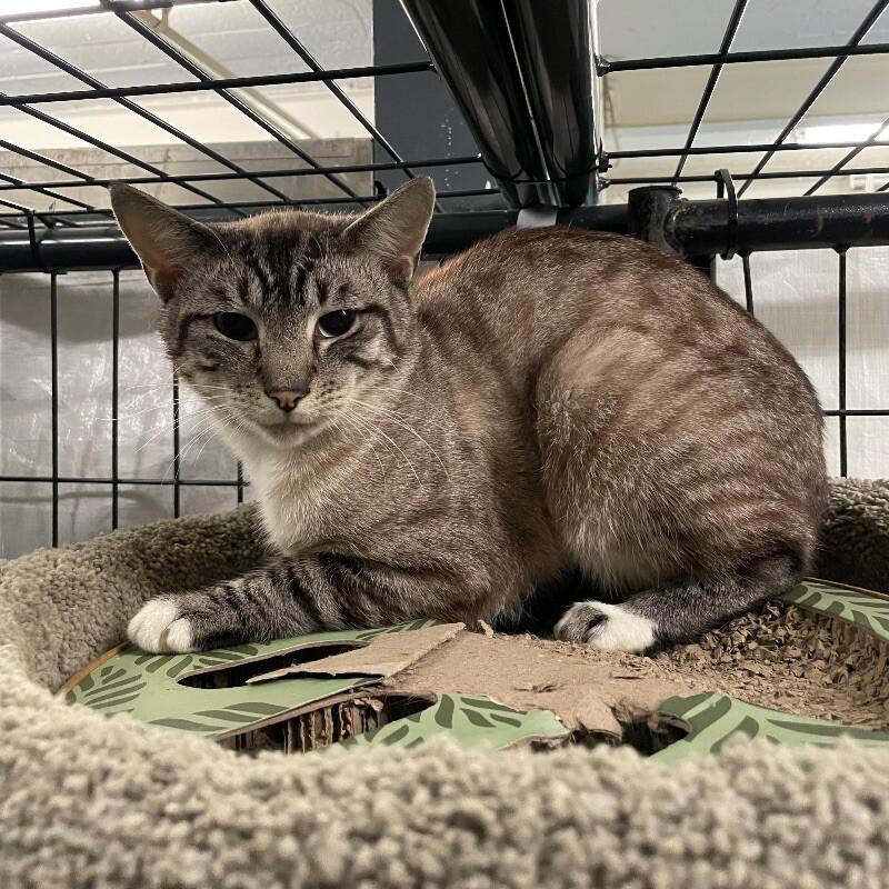 Virel, a Adoptable Domestic Short Hair in Roanoke, VA image 3/5