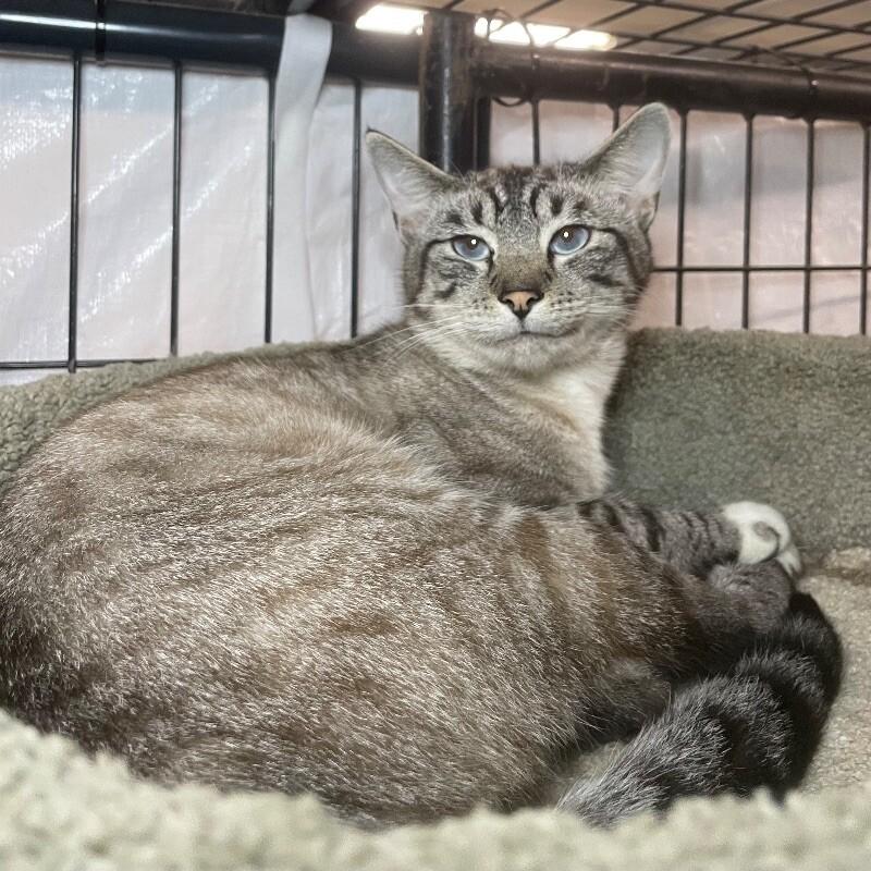 Virel, a Adoptable Domestic Short Hair in Roanoke, VA image 4/5