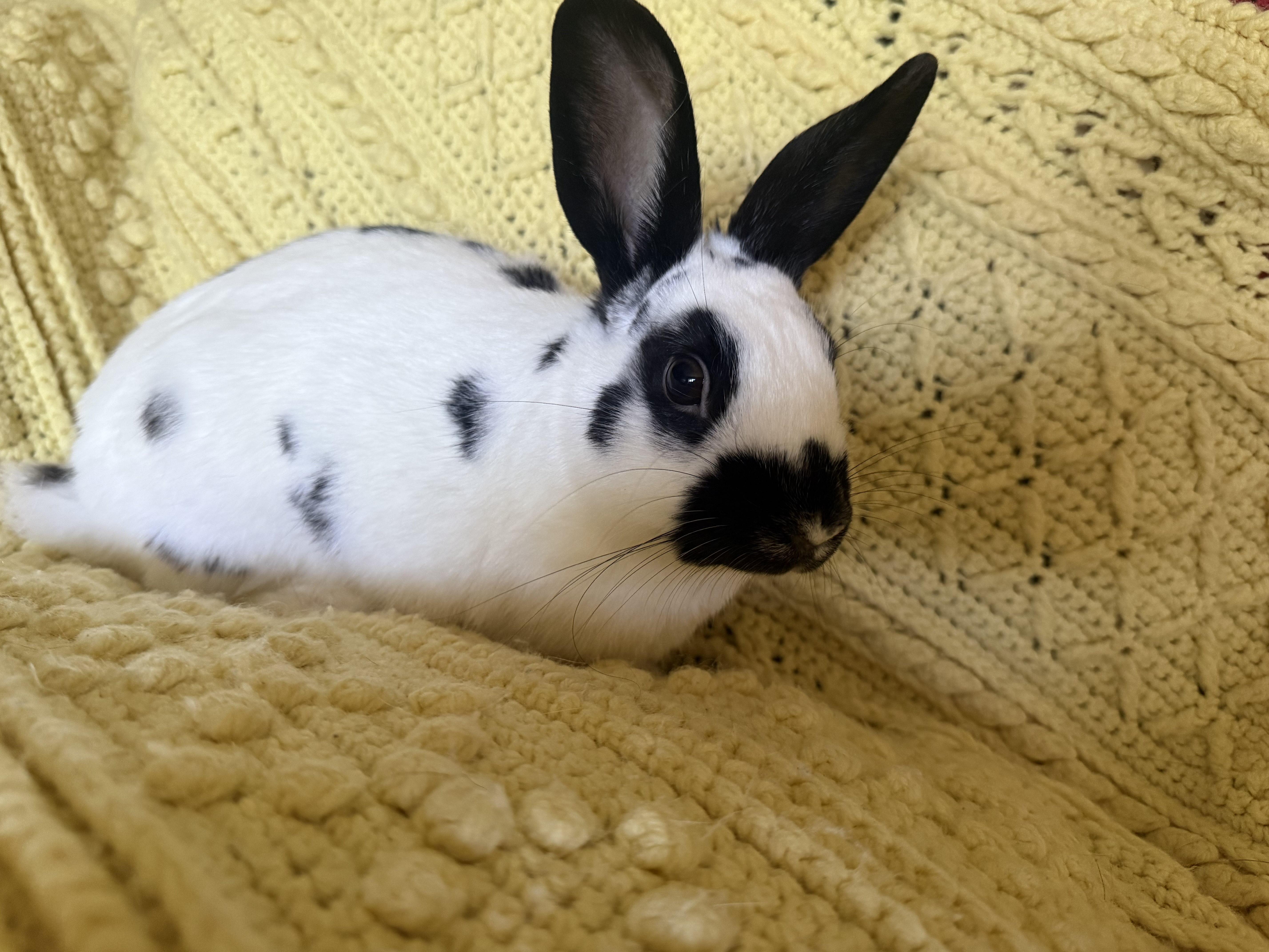 Petey, Adopted, Adult Male English Spot.
