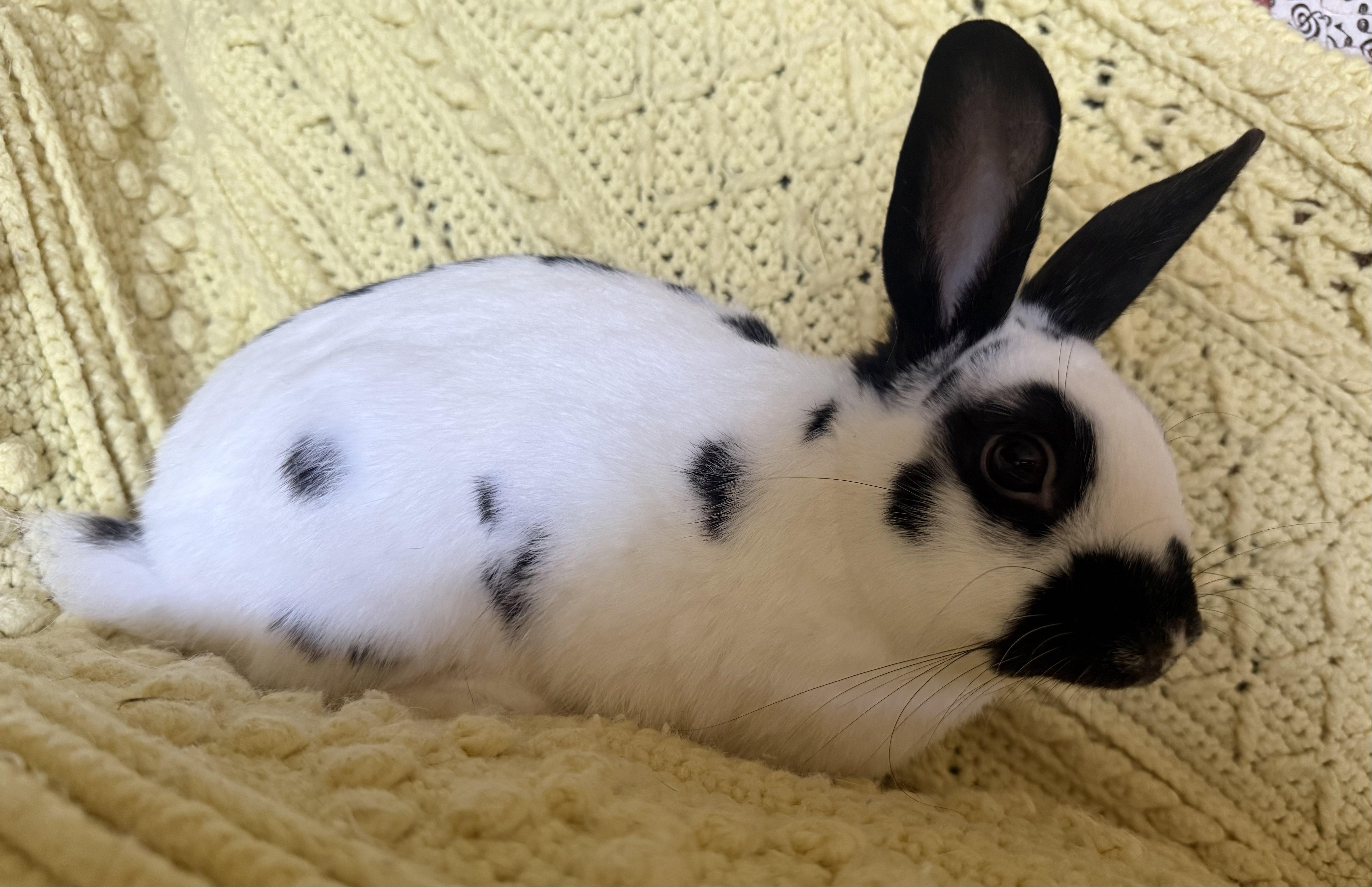 Enlarge Petey, a Adopted mixed breed in Canal Fulton, OH image 3/3