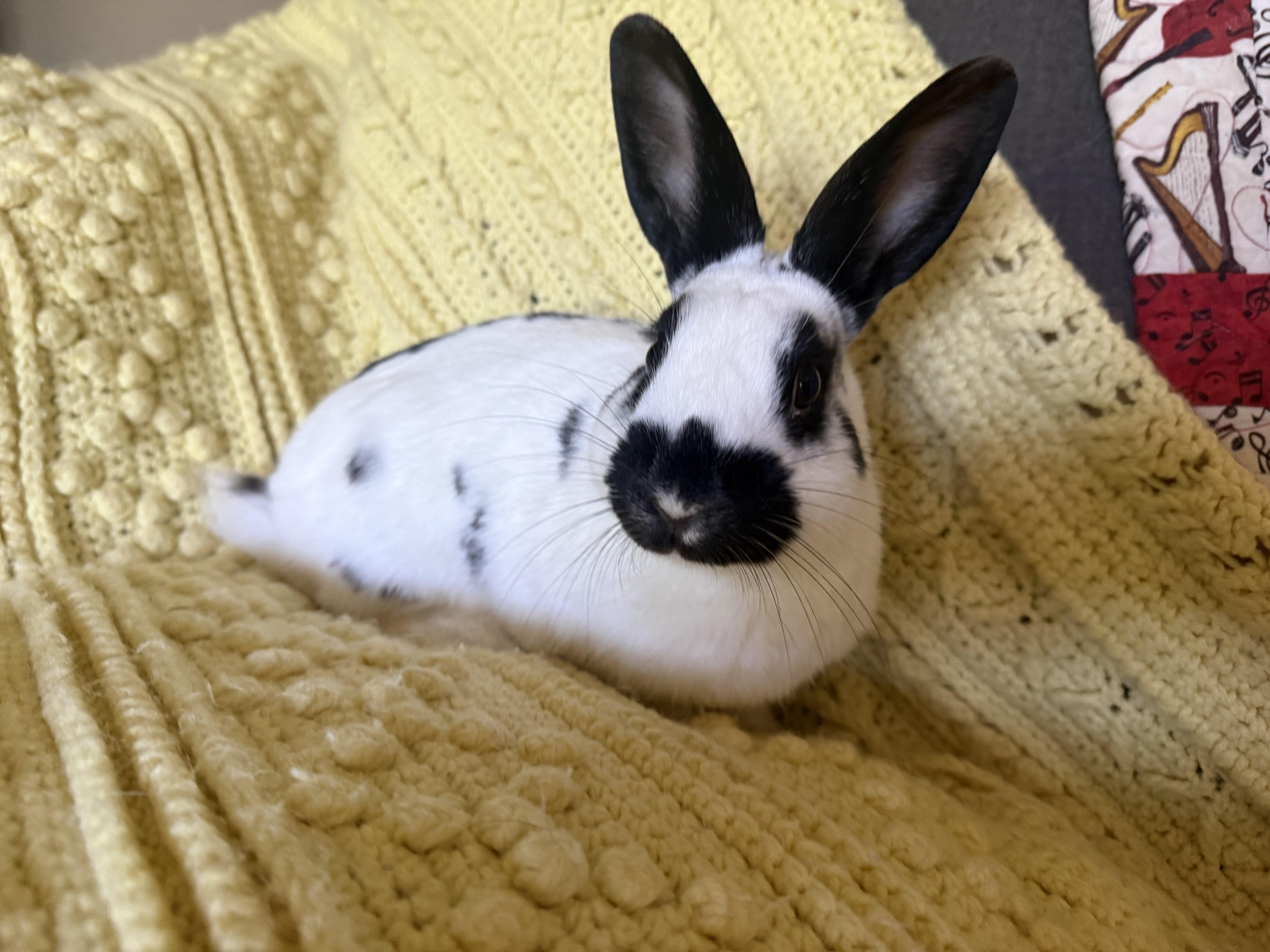 Enlarge Petey, a Adopted mixed breed in Canal Fulton, OH image 2/3