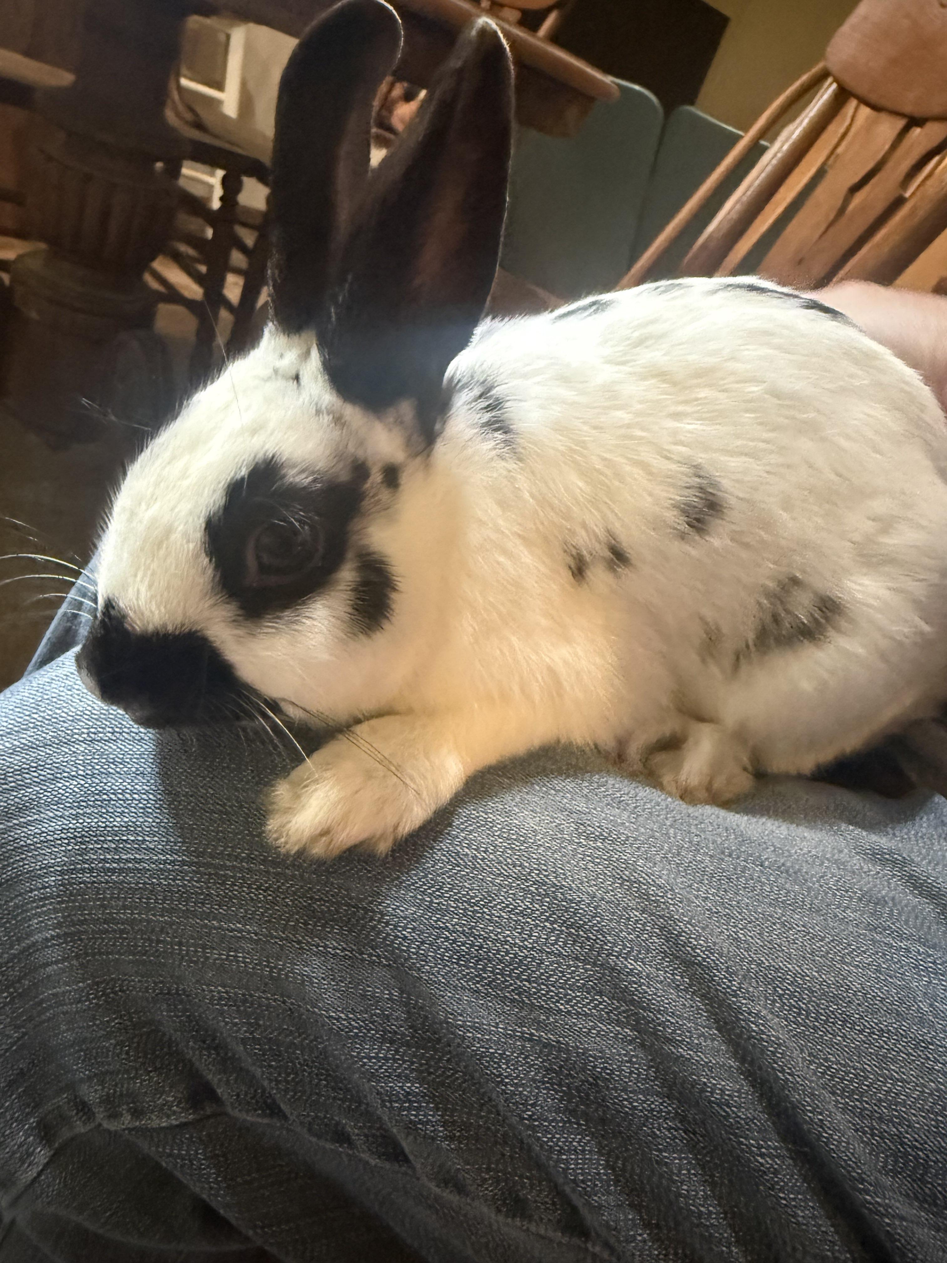 Petey, ADOPTABLE, Adult Male English Spot.