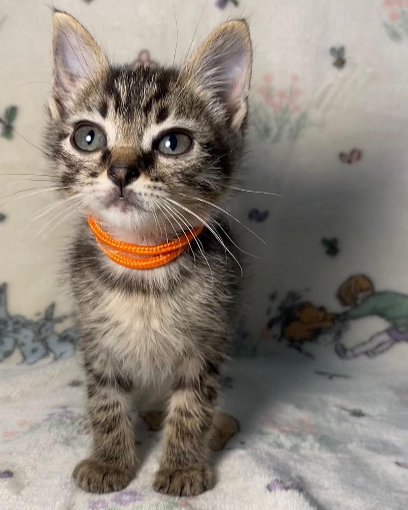F-K-11 Cedar, an adoptable Tabby in Billings, MT, 59101 | Photo Image 2