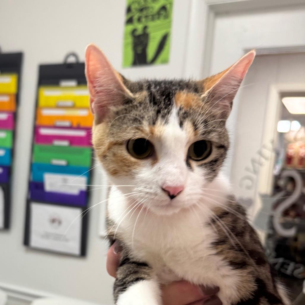 Maia, Adoptable, Young Female Domestic Short Hair.