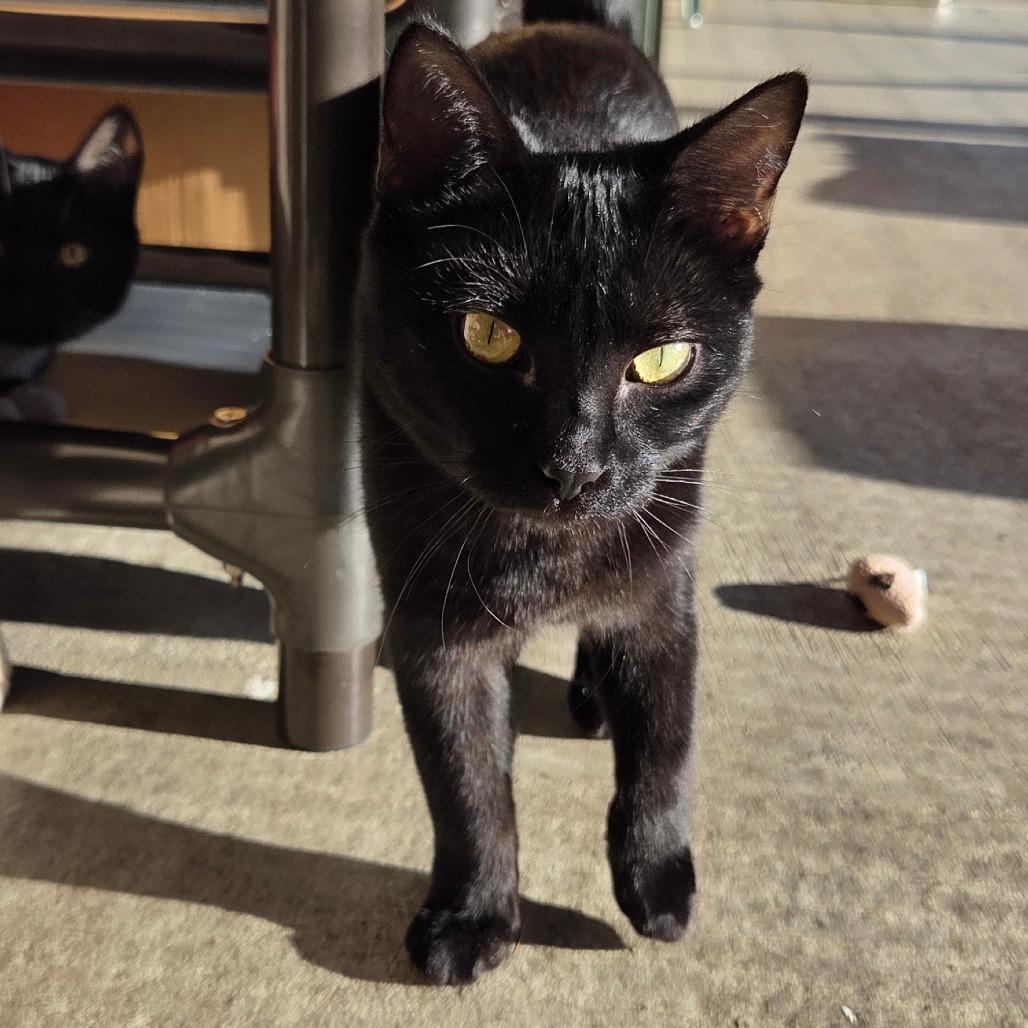 Piccolo, Adoptable, Young Female Domestic Short Hair.