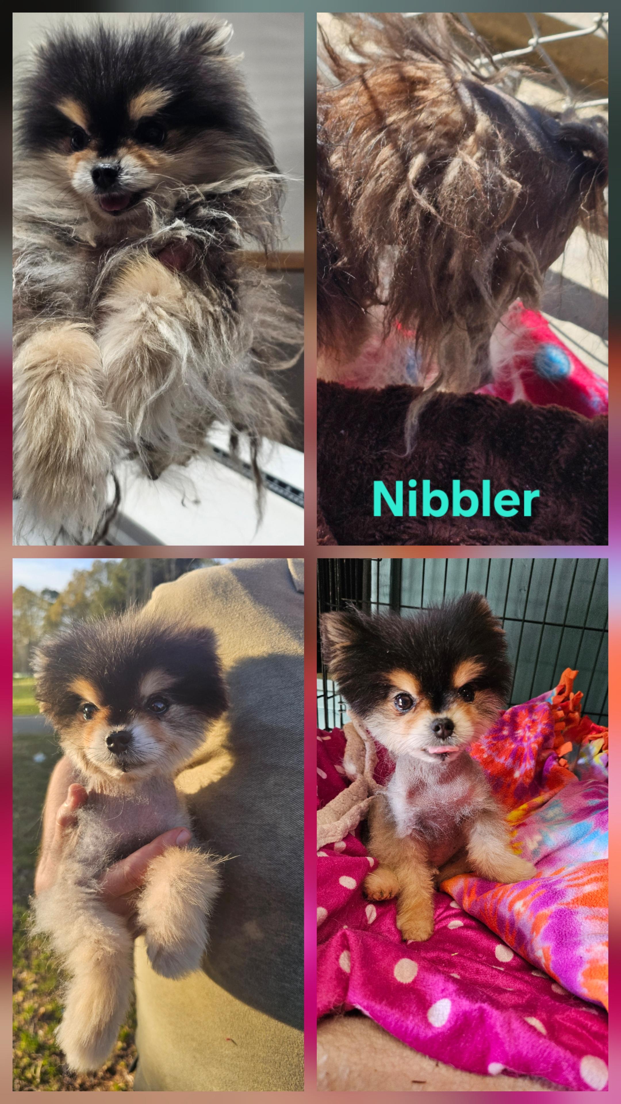 Enlarge Nibbler, a ADOPTABLE Pomeranian in Chesnee, SC image 2/2