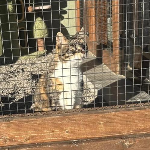 Enlarge Lola, a Adoptable Domestic Medium Hair in Stagecoach, NV image 1/3