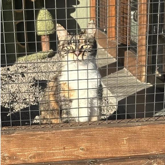 Enlarge Lola, a Adoptable Domestic Medium Hair in Stagecoach, NV image 2/3