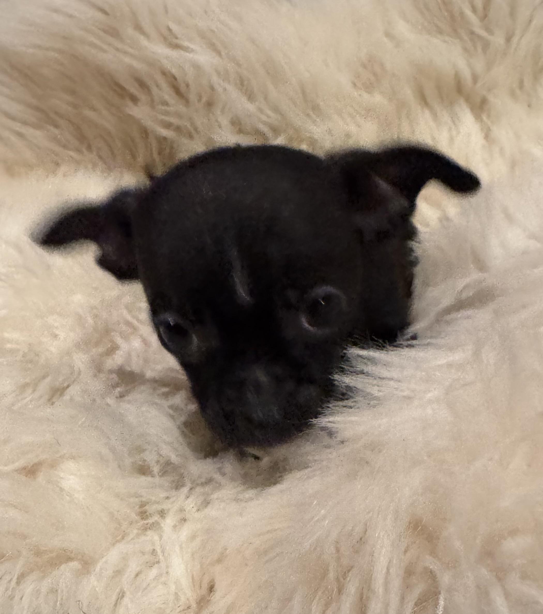 Enlarge Tray, a Adoptable Chihuahua in Glenwood City, WI image 2/5