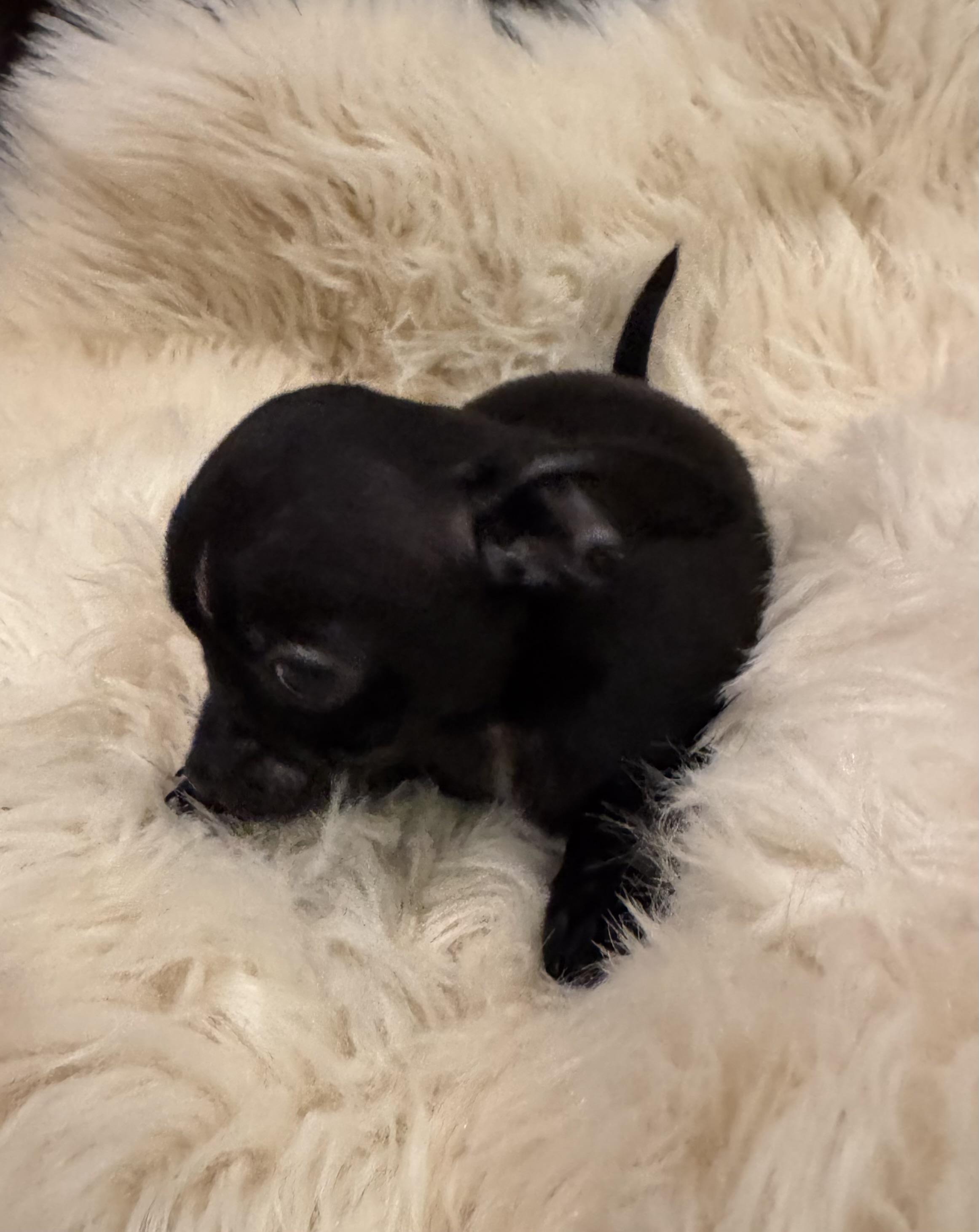 Enlarge Tray, a Adoptable Chihuahua in Glenwood City, WI image 3/5