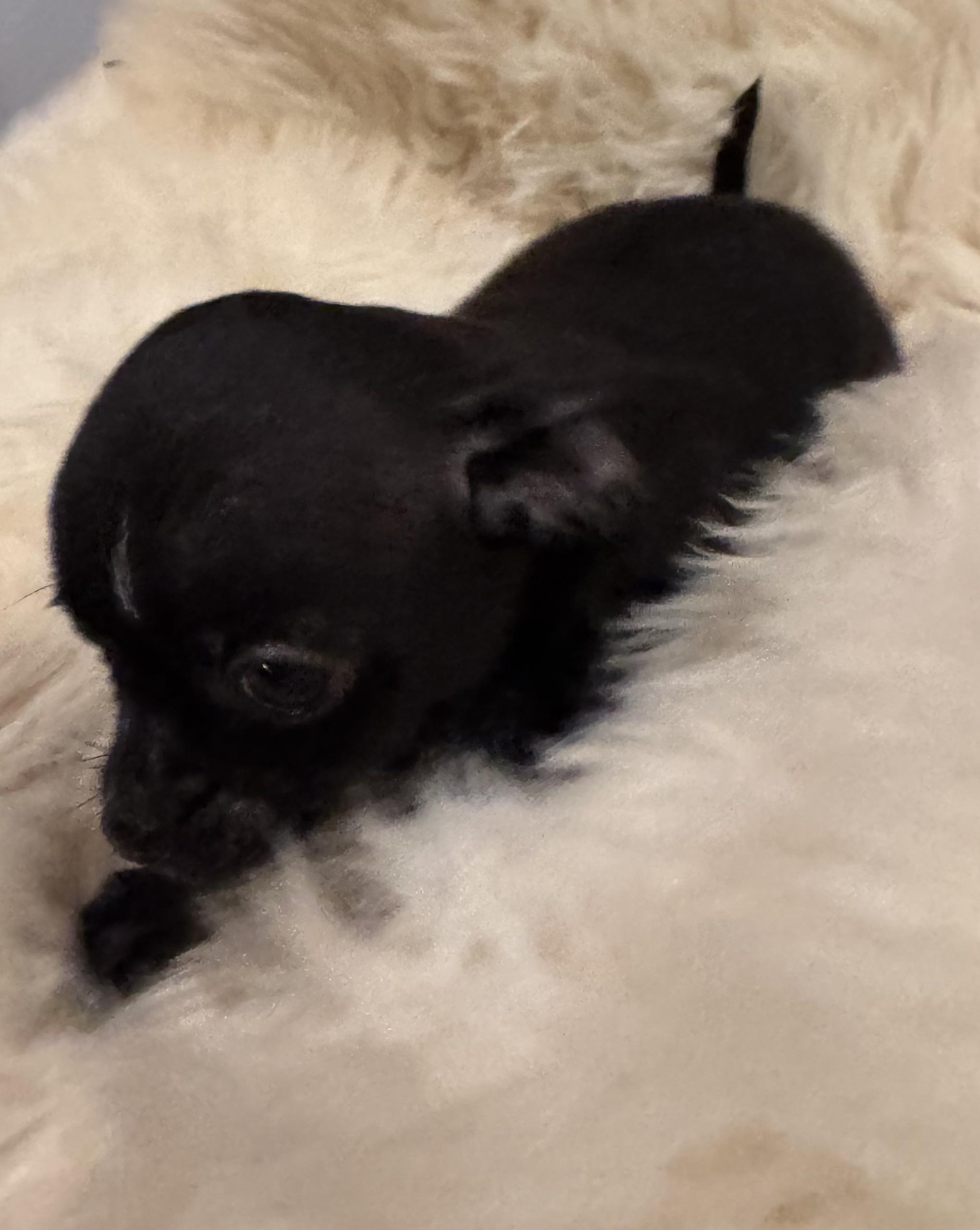 Enlarge Tray, a Adoptable Chihuahua in Glenwood City, WI image 4/5