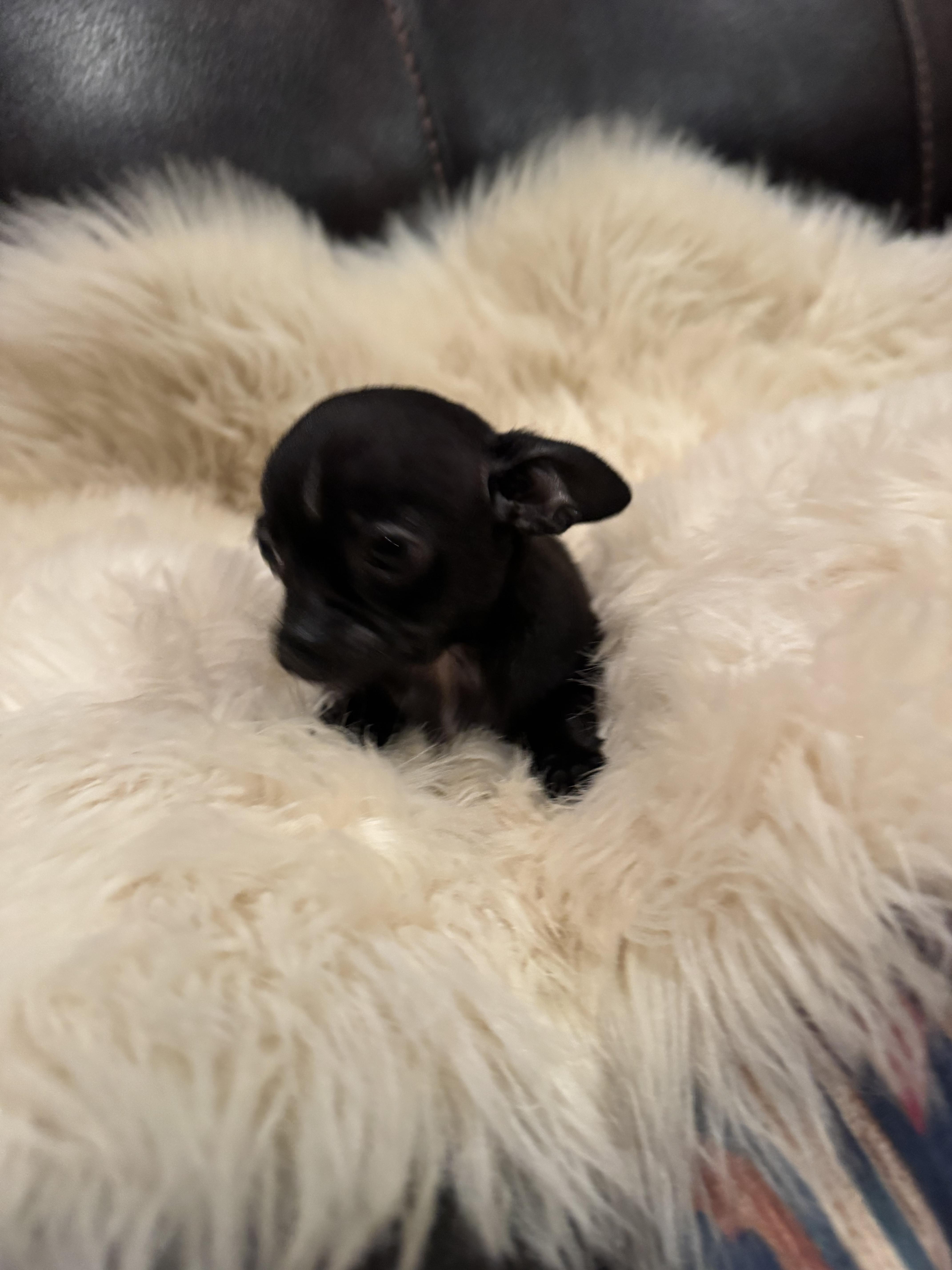 Enlarge Tray, a Adoptable Chihuahua in Glenwood City, WI image 5/5