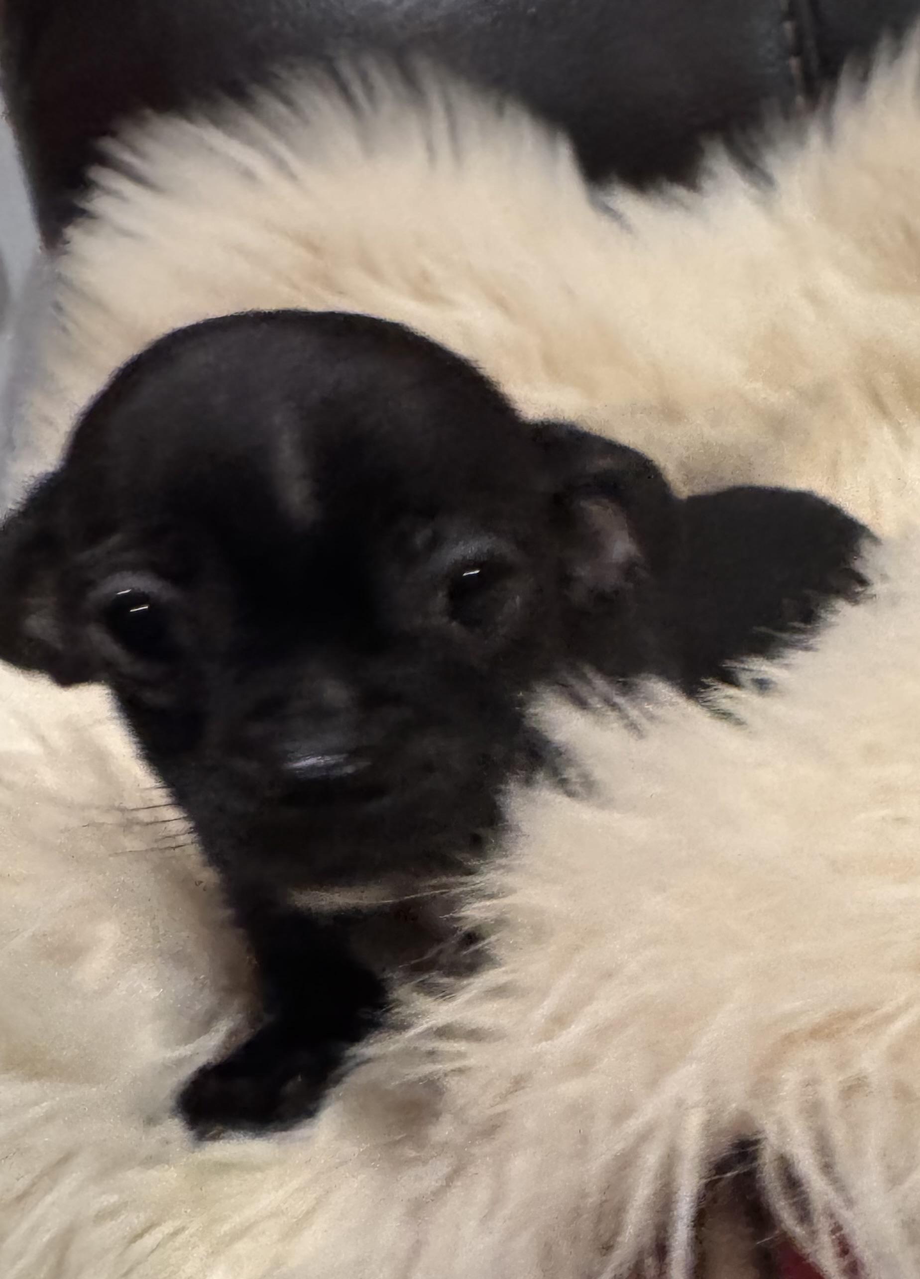 Enlarge Tray, a Adoptable Chihuahua in Glenwood City, WI image 1/5
