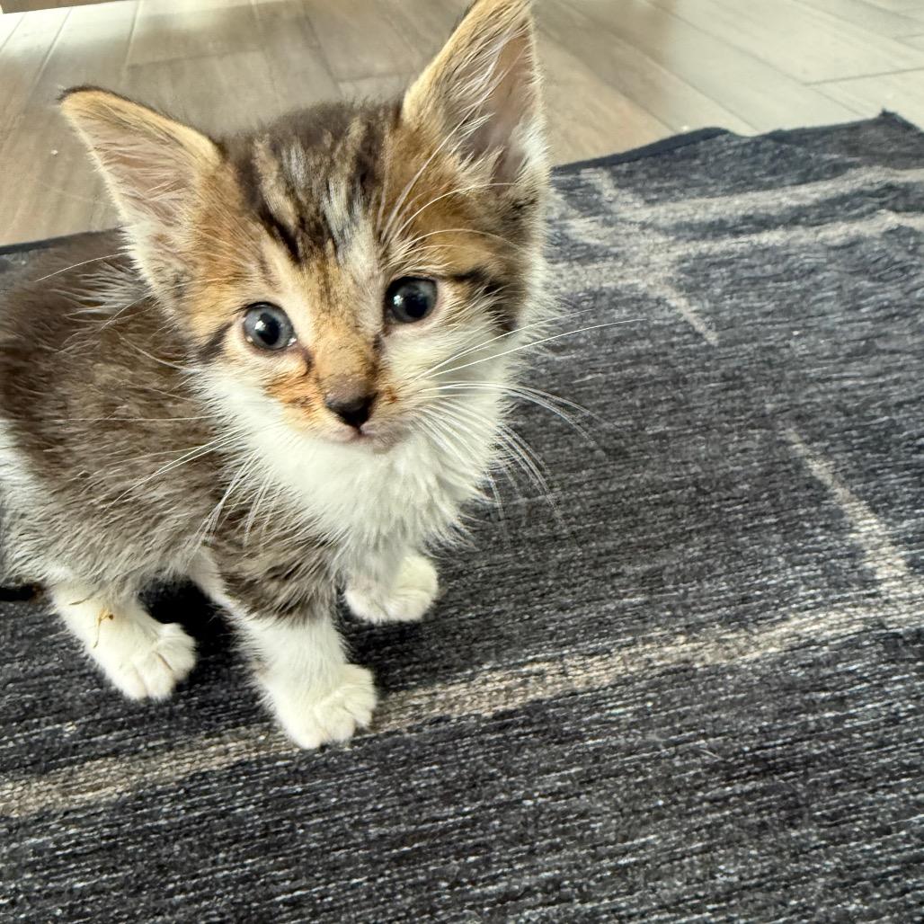 Dragonfly 2262, Adoptable, Kitten Male Domestic Short Hair.