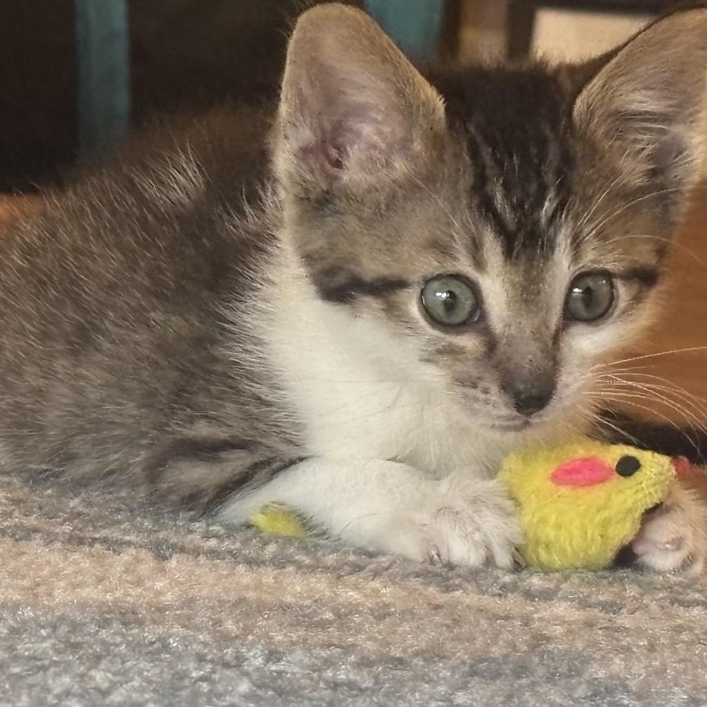 Enlarge Dragonfly 2262, a Adoptable Domestic Short Hair in Kansas City, MO image 2/4