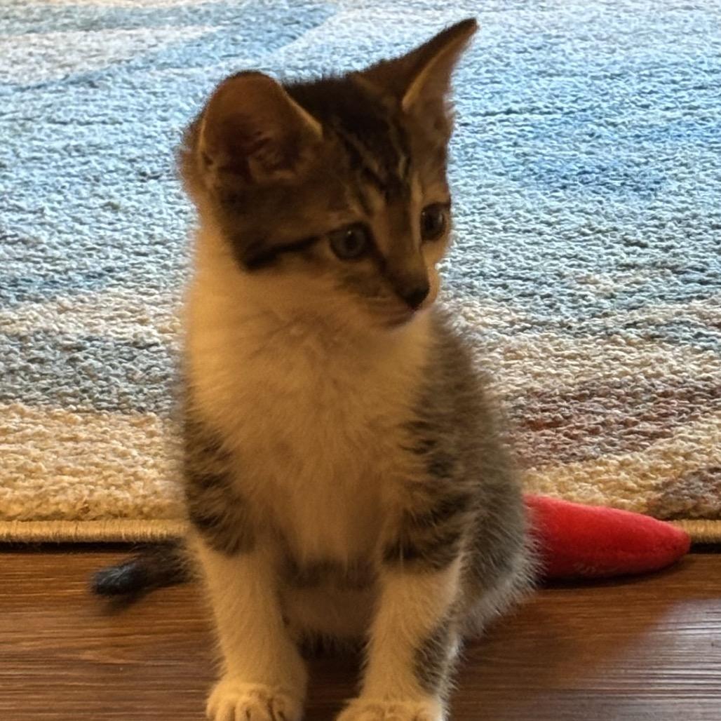 Enlarge Dragonfly 2262, a Adoptable Domestic Short Hair in Kansas City, MO image 4/4