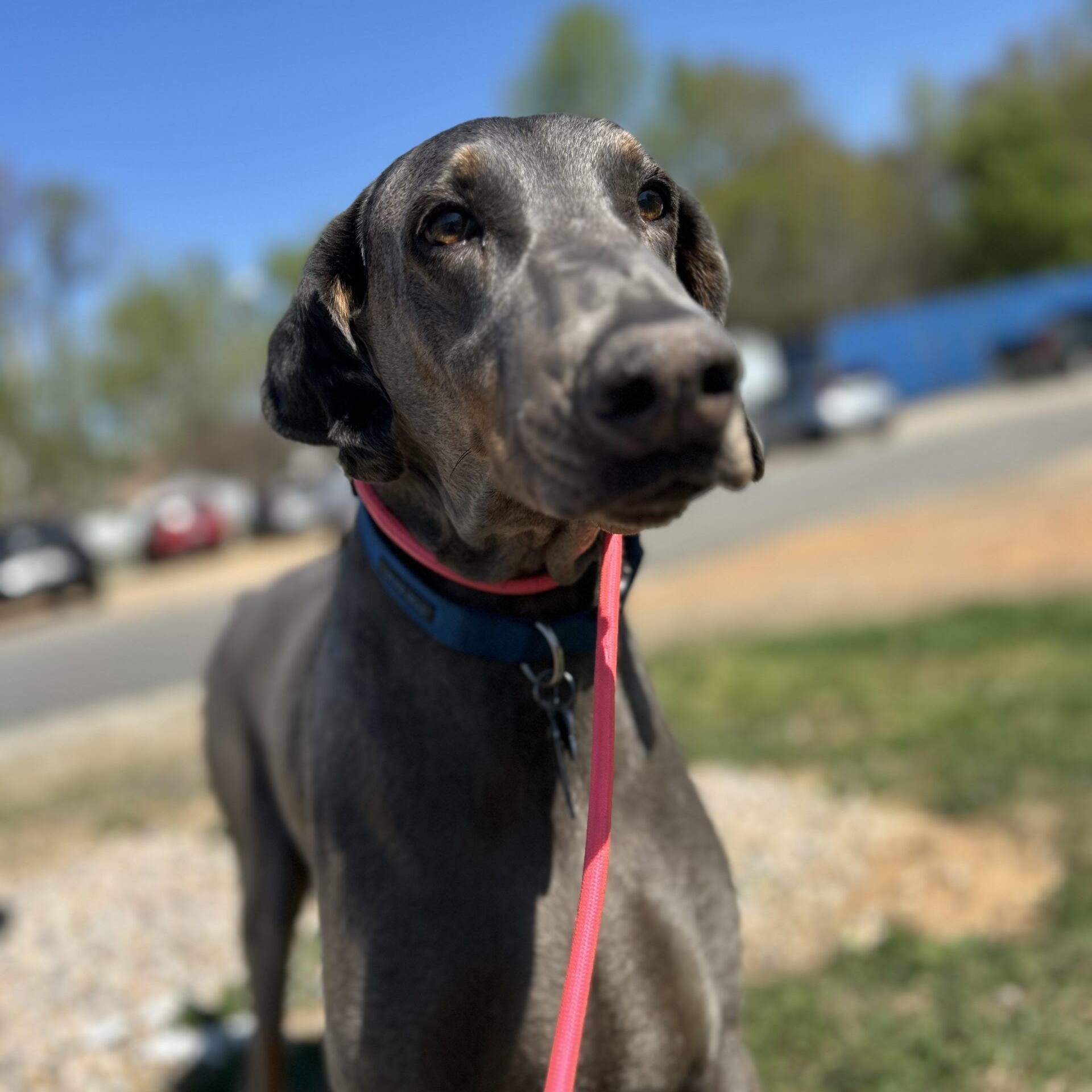 Enlarge Duke, a Adoptable Doberman Pinscher in Boothbay, ME image 4/6