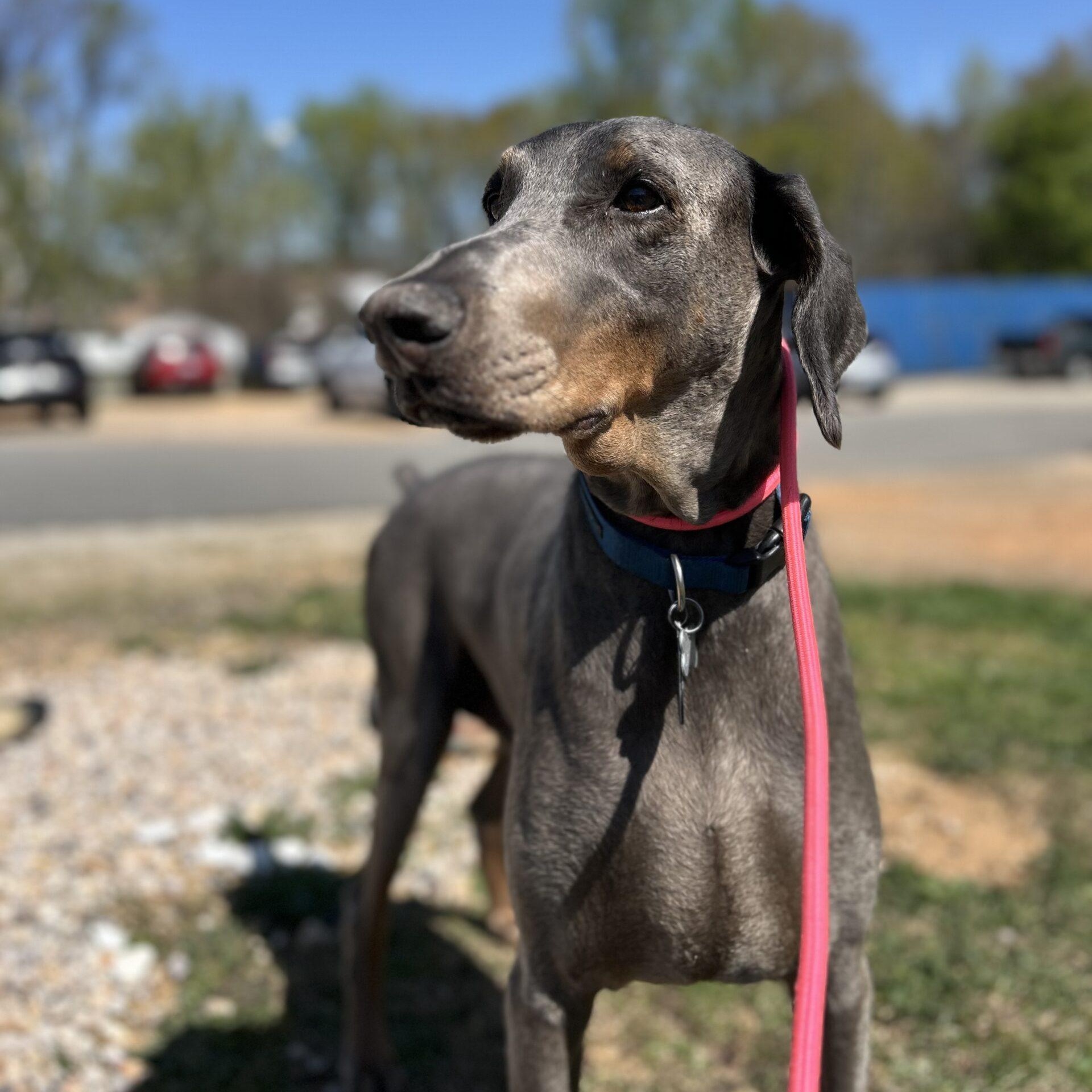 Enlarge Duke, a Adoptable Doberman Pinscher in Boothbay, ME image 5/6