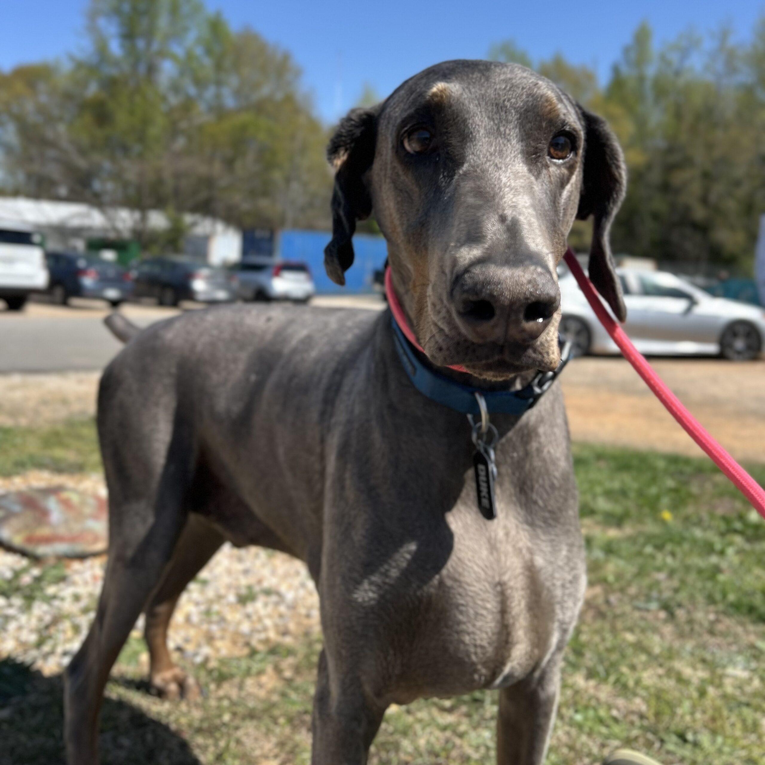 Enlarge Duke, a Adoptable Doberman Pinscher in Boothbay, ME image 3/6