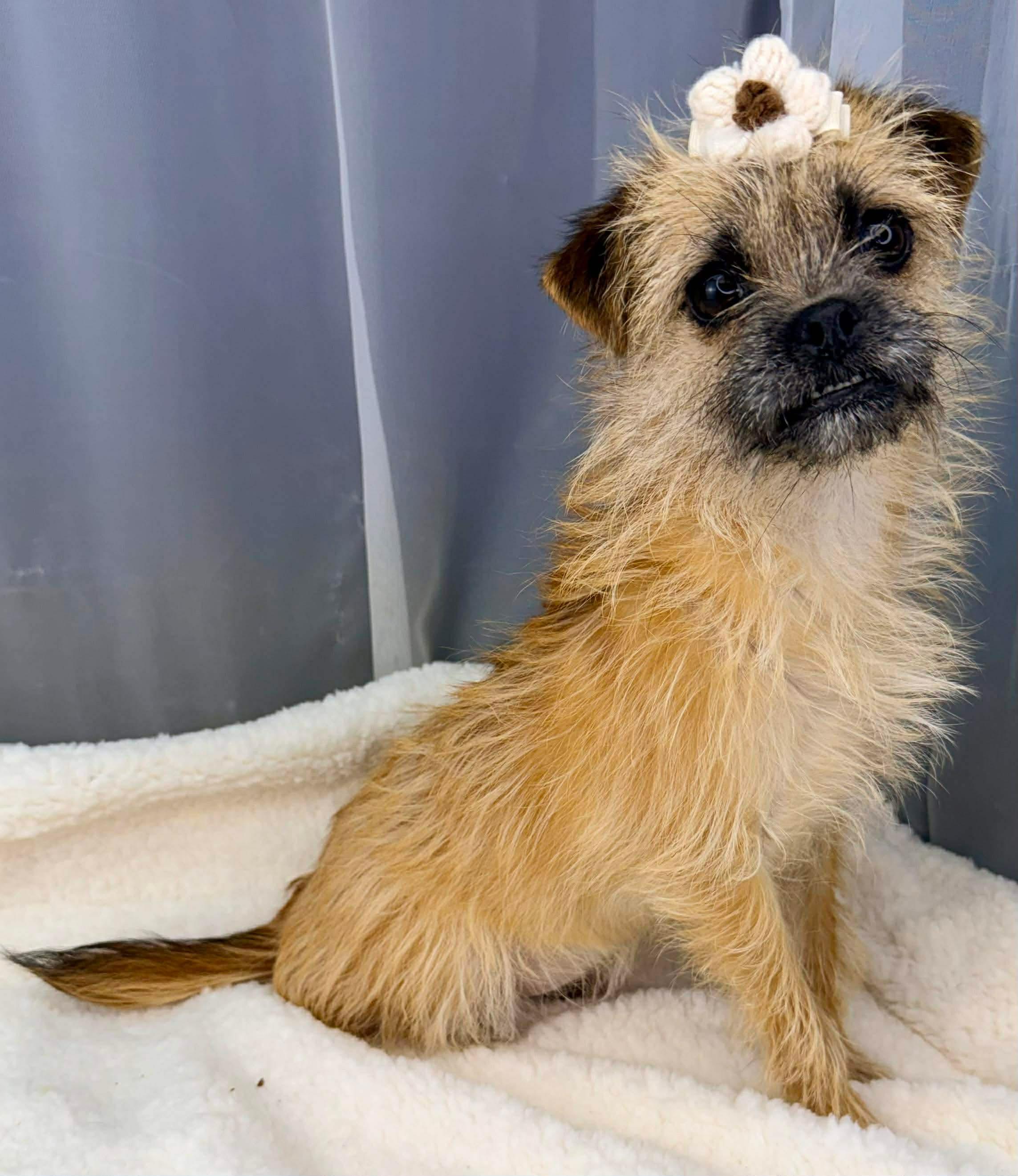 Enlarge Augusta, a Adoptable mixed breed in Hartford, CT image 6/6