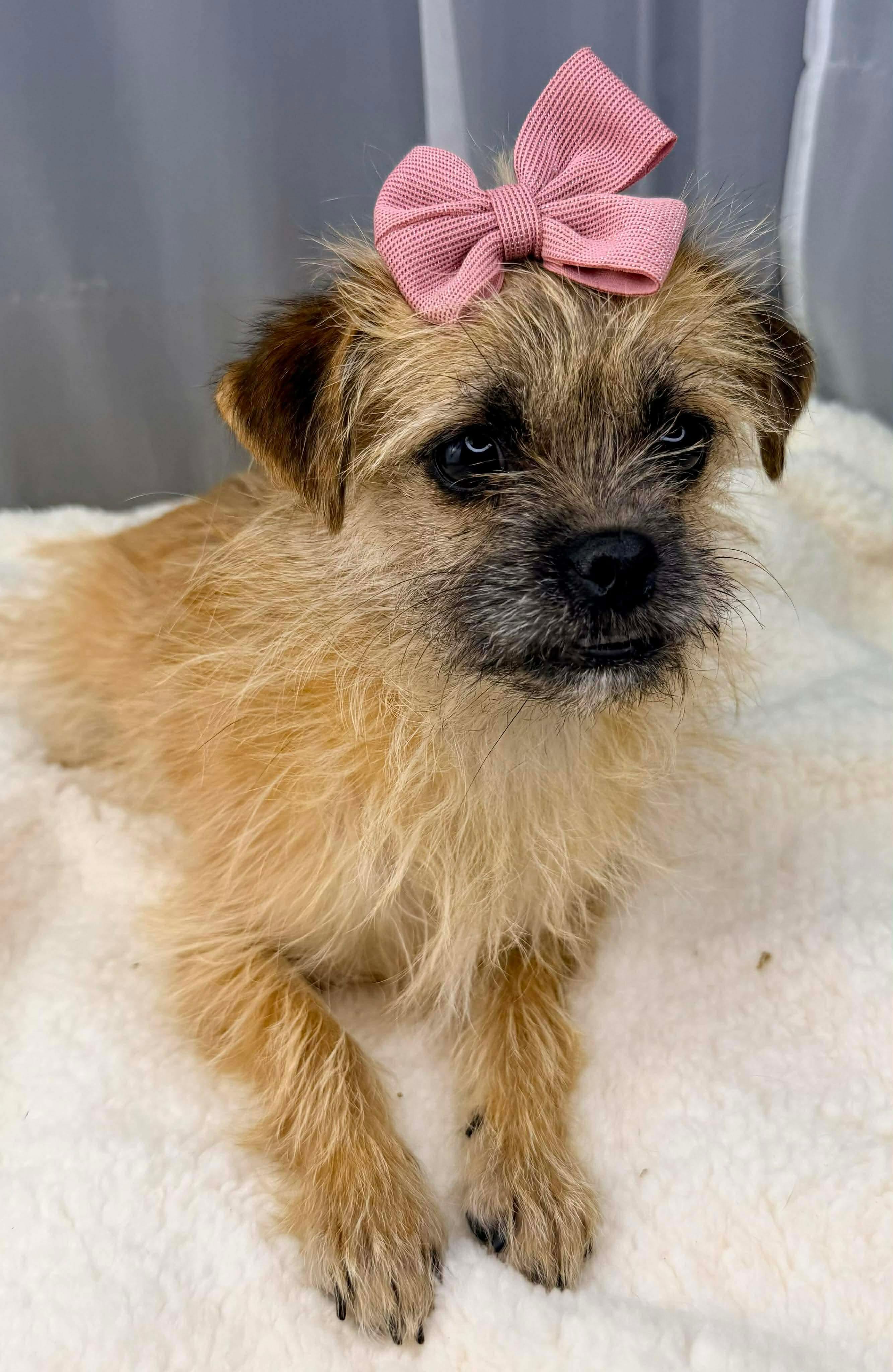 Enlarge Augusta, a Adoptable mixed breed in Hartford, CT image 4/6