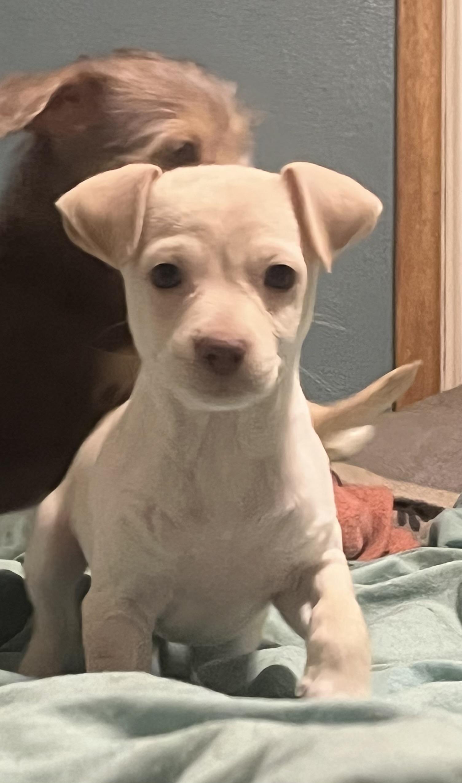 Miles, Adoptable, Puppy Male Chihuahua.