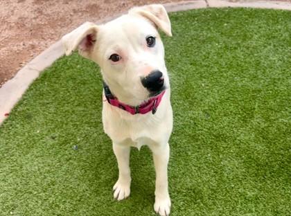Wanda, Adoptable, Young Female Cattle Dog & Mixed Breed.