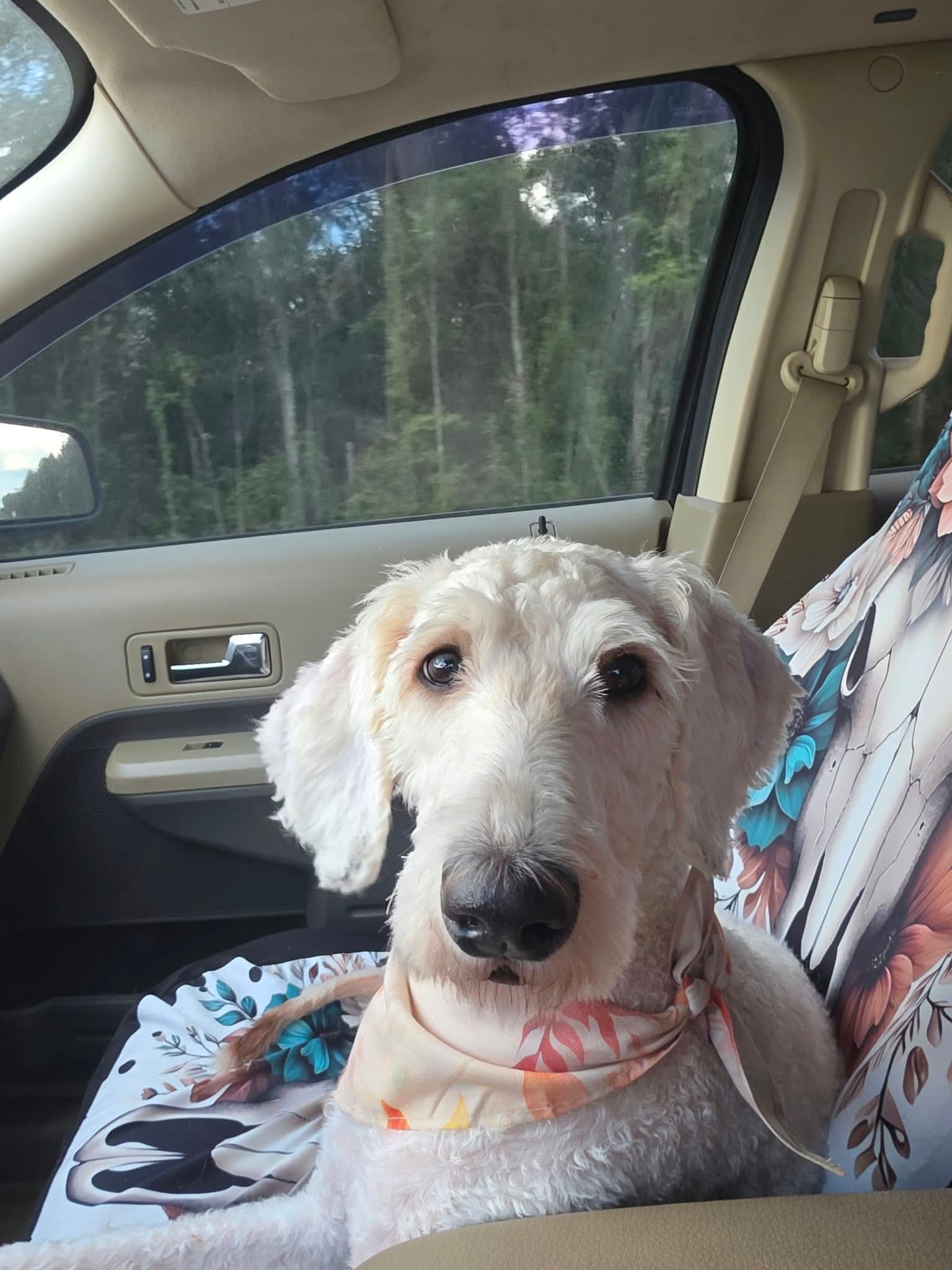 Dolly, Adoptable, Young Female Aussiedoodle.