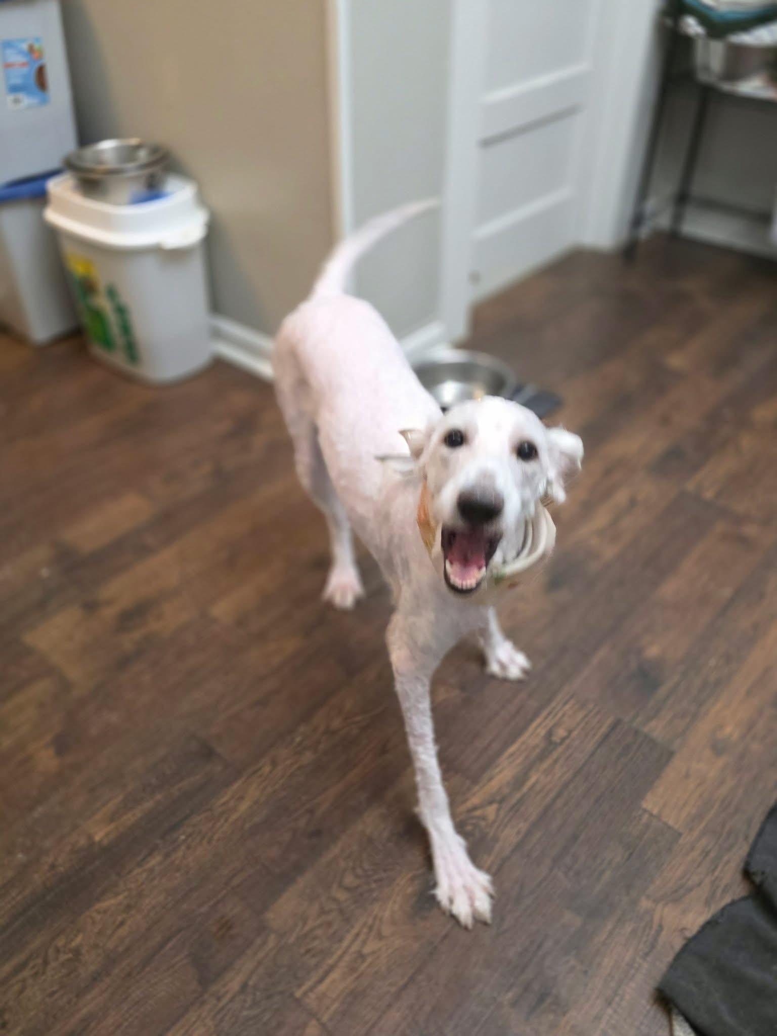 Enlarge Dolly, a Adoptable mixed breed in Manalapan, NJ image 2/4