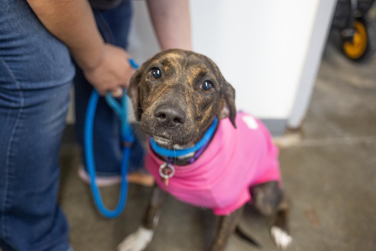 Enlarge Baby Girl, a Adoptable Mountain Cur in Mountain Home, AR image 1/1