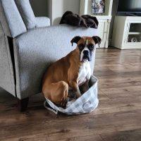 Enlarge Taylor, a ADOPTABLE Boxer in Davis, CA image 3/5