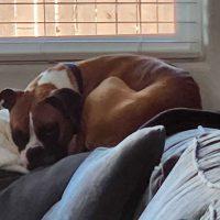 Enlarge Taylor, a ADOPTABLE Boxer in Davis, CA image 4/5