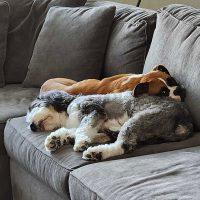 Enlarge Taylor, a ADOPTABLE Boxer in Davis, CA image 2/5