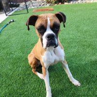 Taylor, ADOPTABLE, Adult Female Boxer.