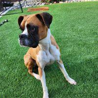 Enlarge Taylor, a ADOPTABLE Boxer in Davis, CA image 5/5