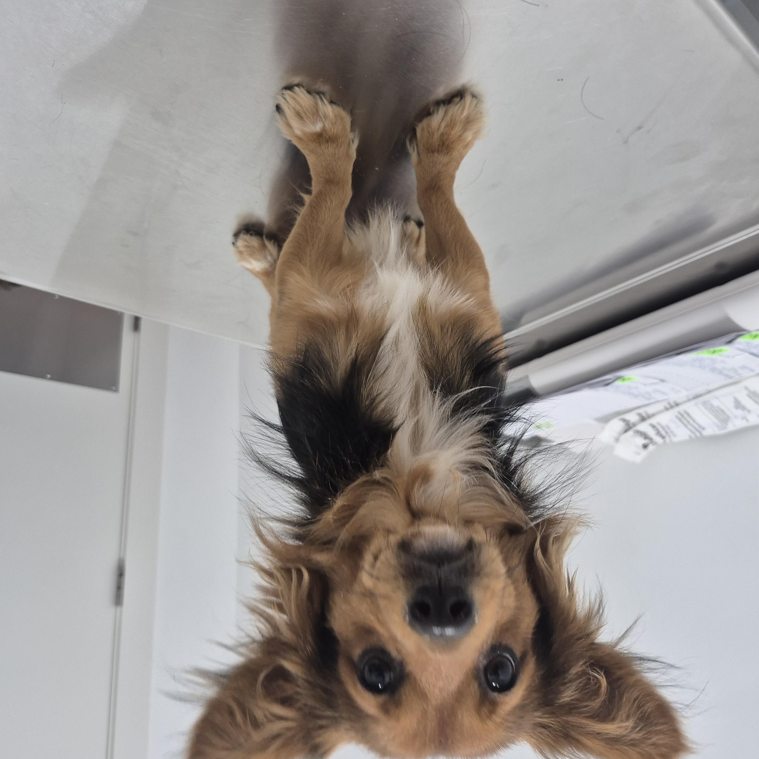 Ewok, adopted, Young Male Chihuahua.