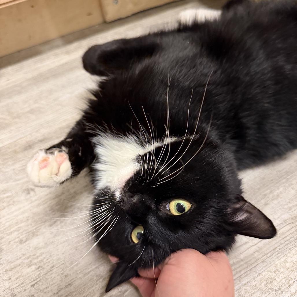 Enlarge Chess, a Adoptable Domestic Short Hair in Wakefield, MA image 1/3