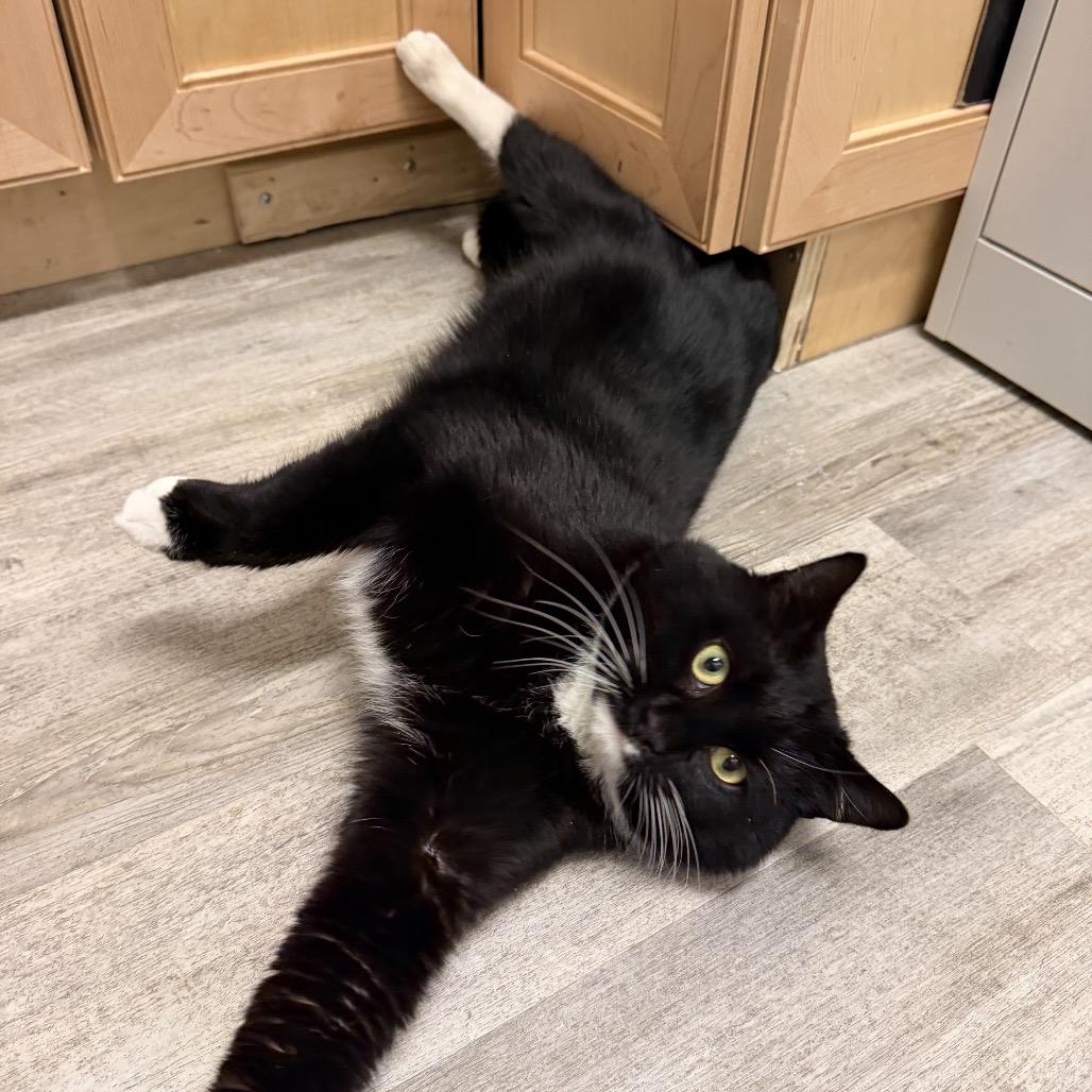 Enlarge Chess, a Adoptable Domestic Short Hair in Wakefield, MA image 2/3