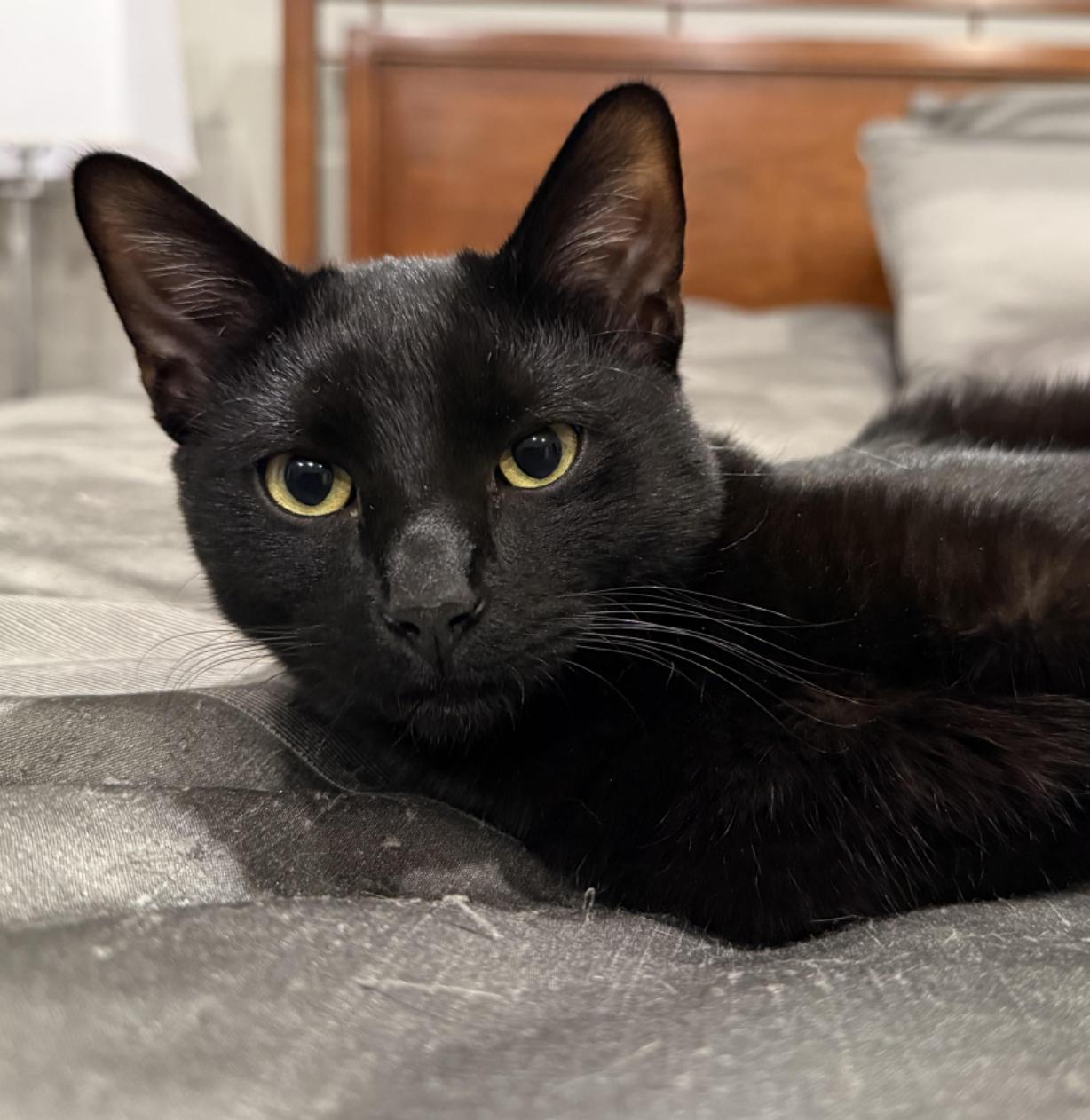 Luna & Jasper thumbnail 2