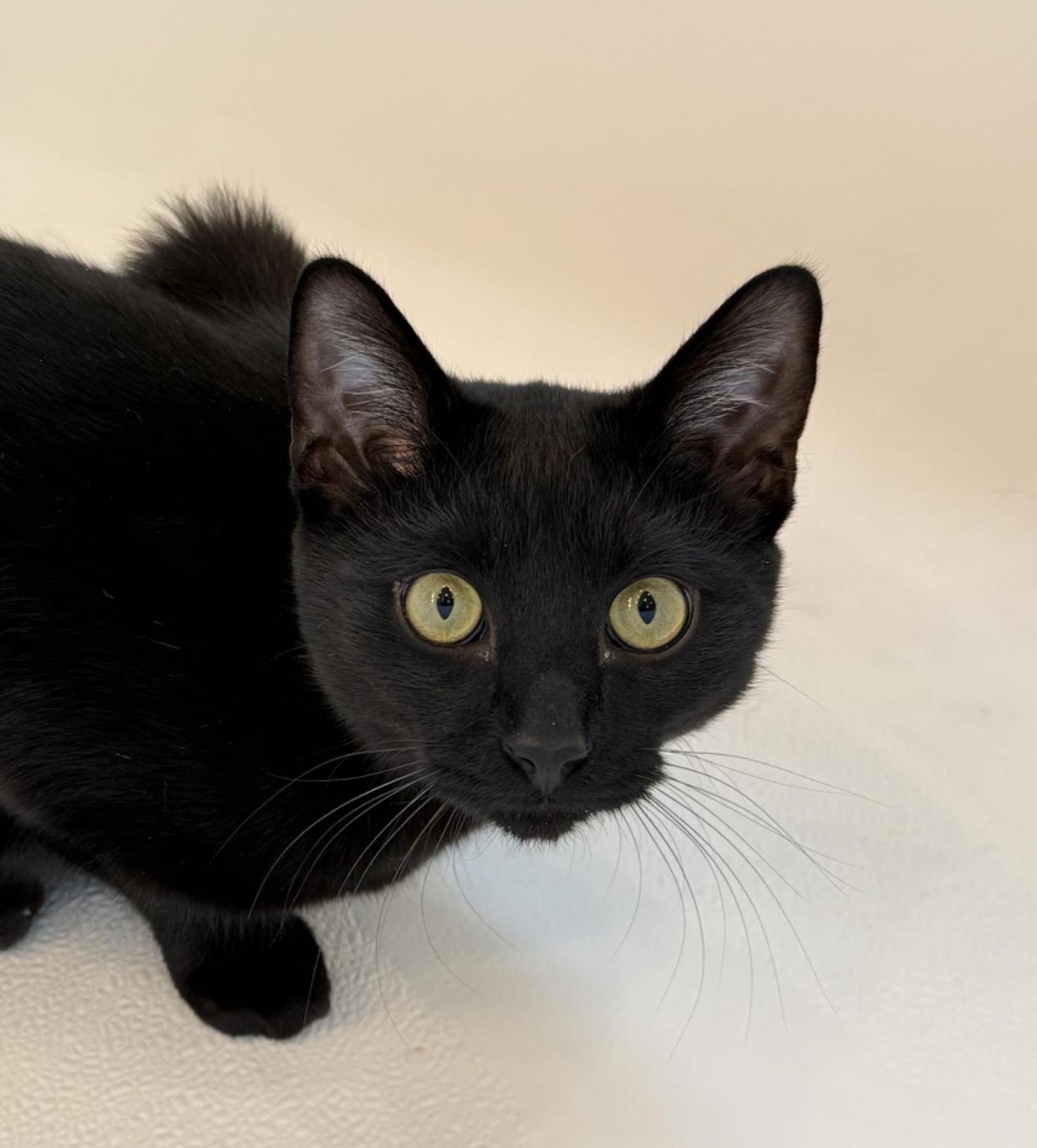 Luna & Jasper thumbnail 3