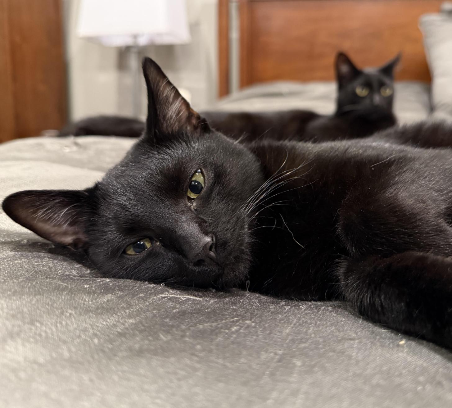 Luna & Jasper thumbnail 4