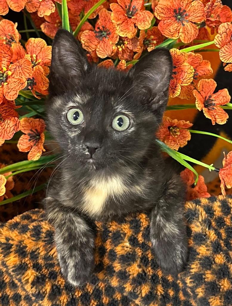 3/31/26 Jinxy, Adoptable, Kitten Female Domestic Short Hair.