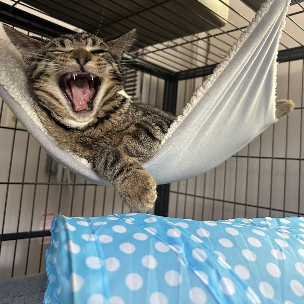 Enlarge Weave, a Adoptable American Shorthair in Lindenwold, NJ image 1/4
