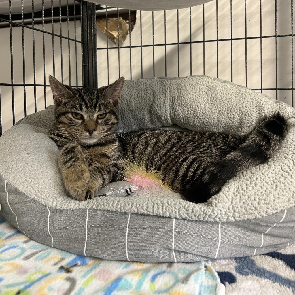 Enlarge Weave, a Adoptable American Shorthair in Lindenwold, NJ image 2/4