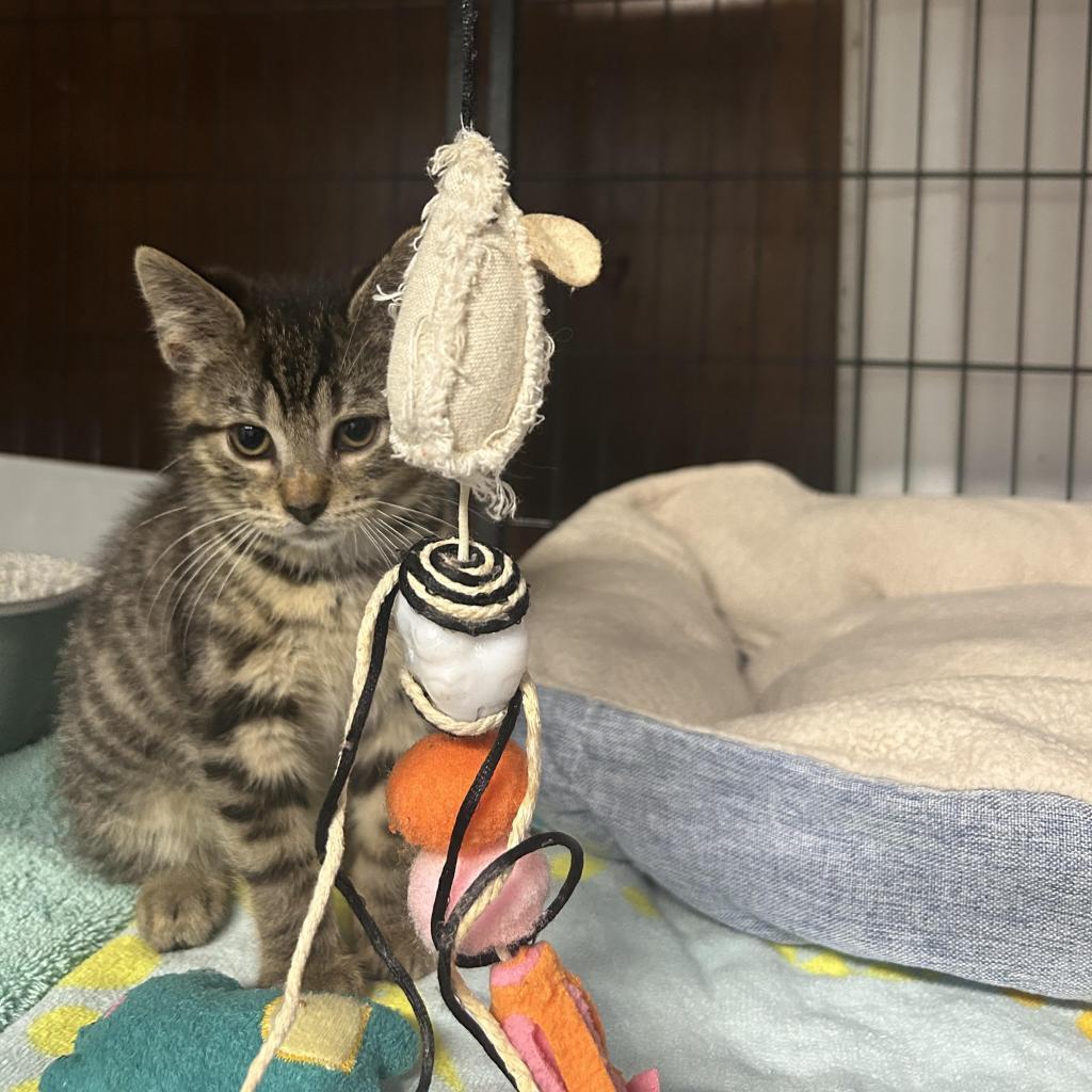 Enlarge Weave, a Adoptable American Shorthair in Lindenwold, NJ image 3/4