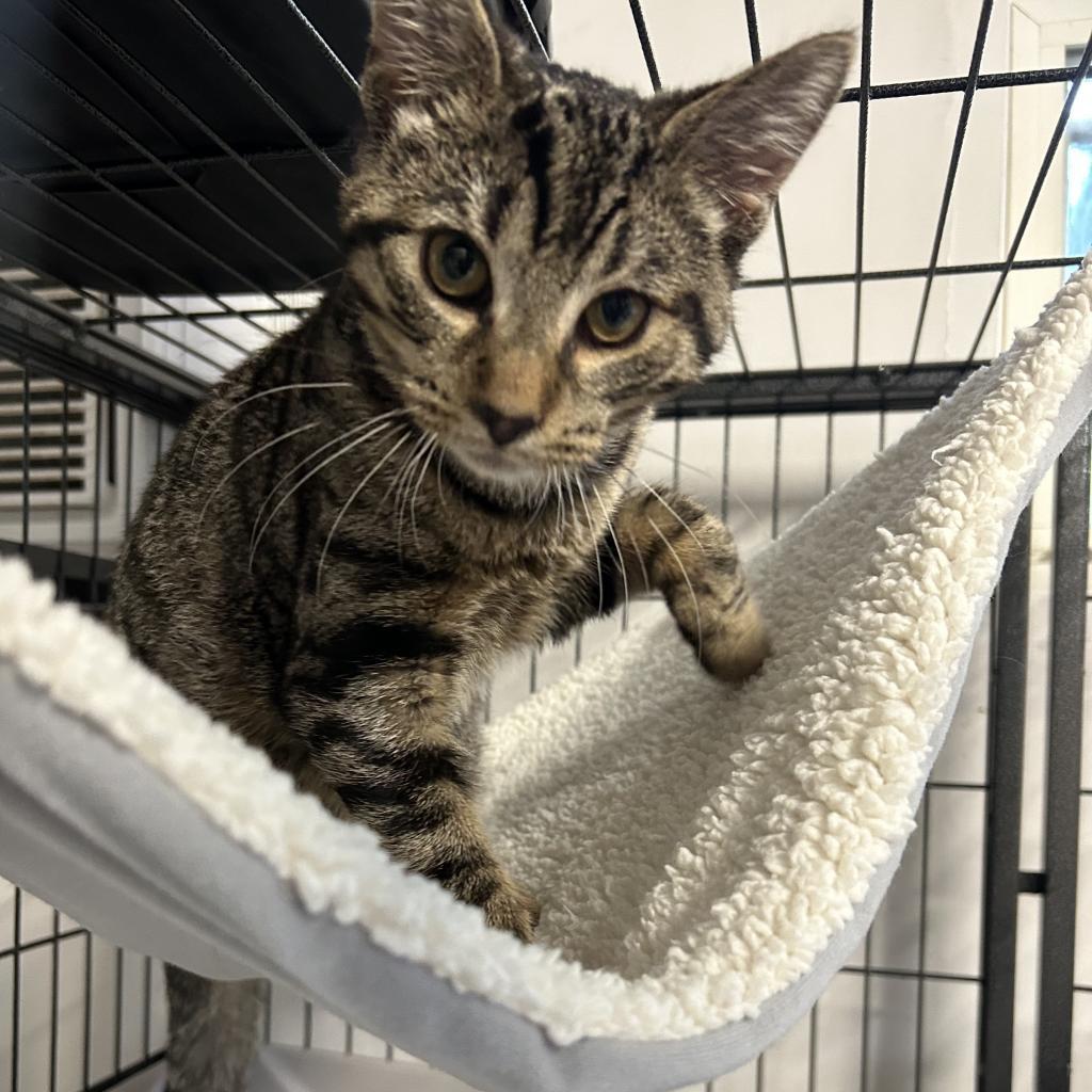 Enlarge Weave, a Adoptable American Shorthair in Lindenwold, NJ image 4/4