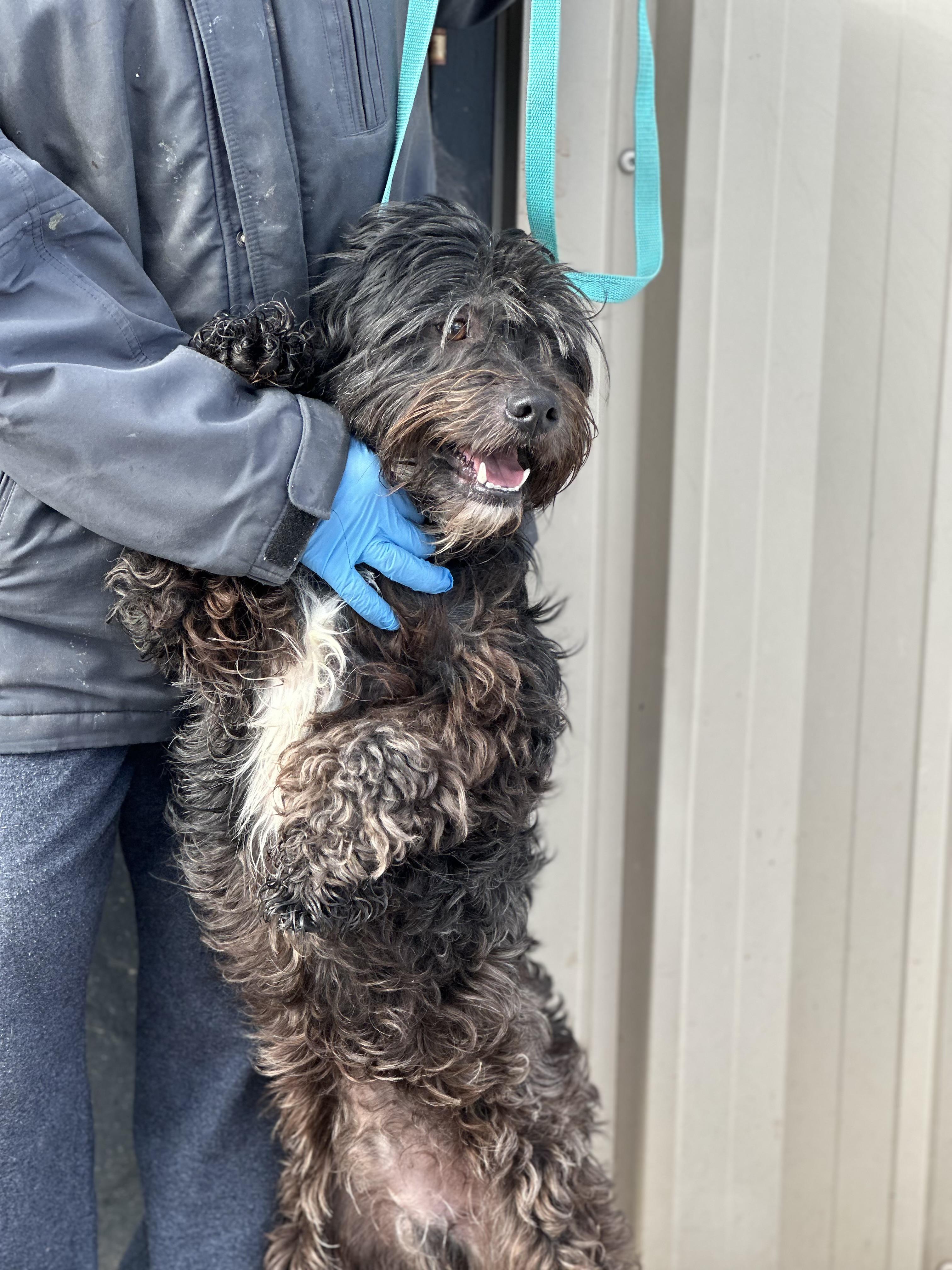 Colby, a ADOPTABLE Terrier in Somerset, NJ image 2/5
