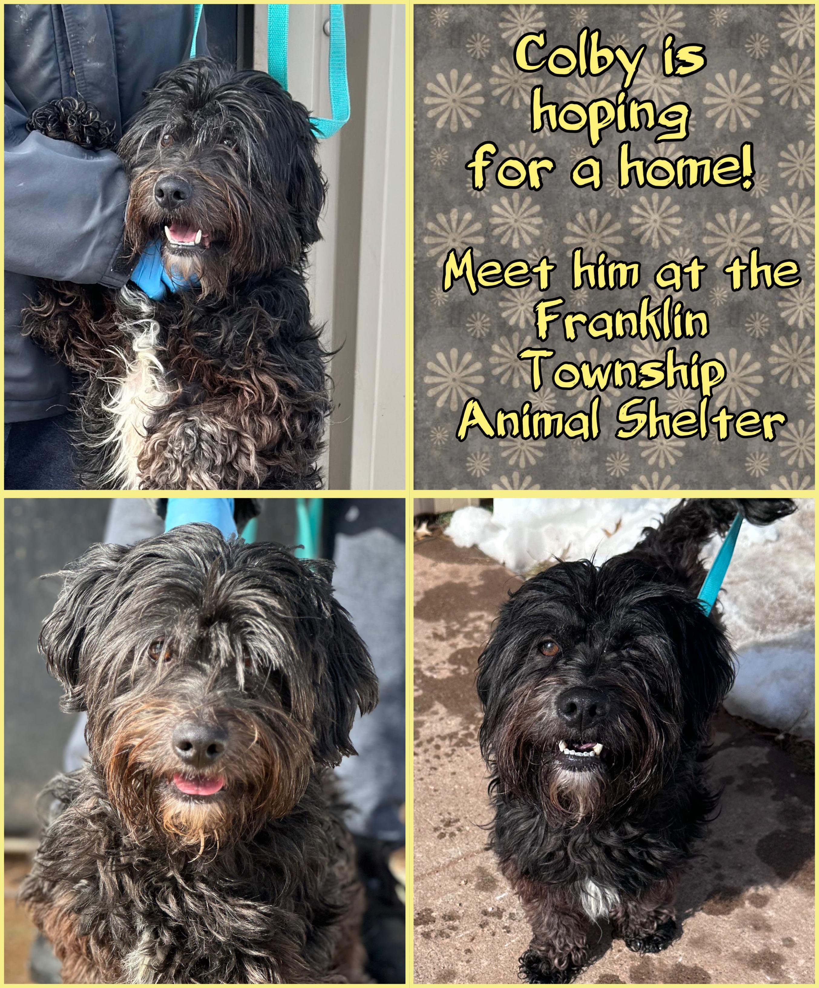 Colby, ADOPTABLE, Adult Male Terrier.